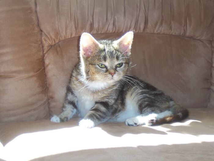 This Adorable Cat Stayed Kitten-Sized His Entire Life And Surprised Everyone By Living To 14 This Adorable Cat Stayed Kitten-Sized His Entire Life And Surprised Everyone By Living To 14
