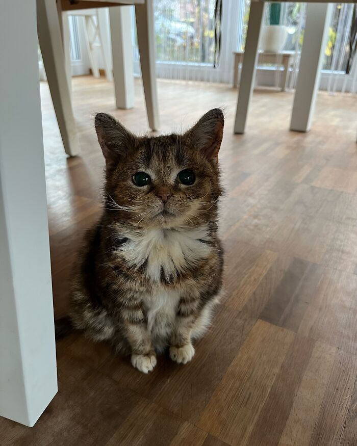 This Adorable Cat Stayed Kitten-Sized His Entire Life And Surprised Everyone By Living To 14 This Adorable Cat Stayed Kitten-Sized His Entire Life And Surprised Everyone By Living To 14