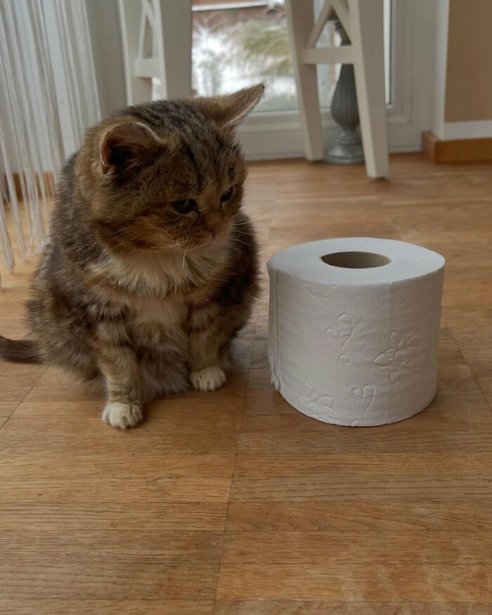 This Adorable Cat Stayed Kitten-Sized His Entire Life And Surprised Everyone By Living To 14 This Adorable Cat Stayed Kitten-Sized His Entire Life And Surprised Everyone By Living To 14