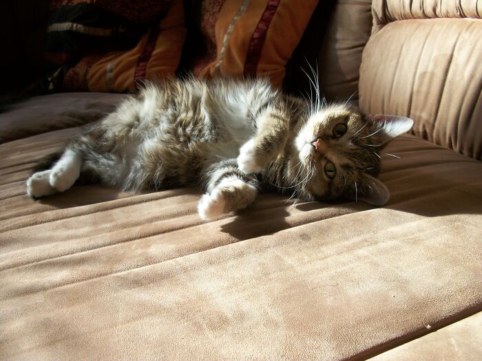 This Adorable Cat Stayed Kitten-Sized His Entire Life And Surprised Everyone By Living To 14 This Adorable Cat Stayed Kitten-Sized His Entire Life And Surprised Everyone By Living To 14
