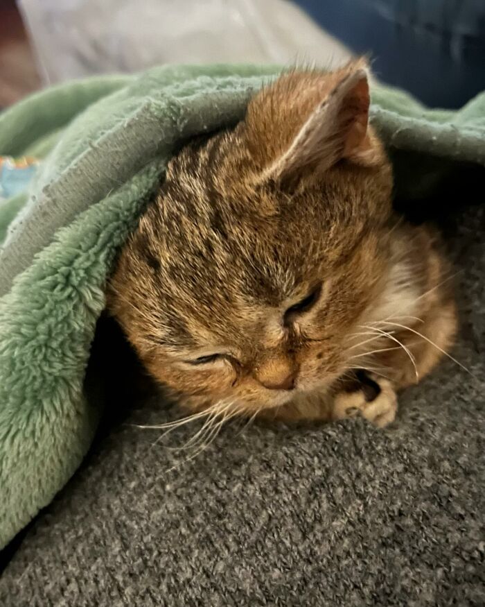 This Adorable Cat Stayed Kitten-Sized His Entire Life And Surprised Everyone By Living To 14 This Adorable Cat Stayed Kitten-Sized His Entire Life And Surprised Everyone By Living To 14