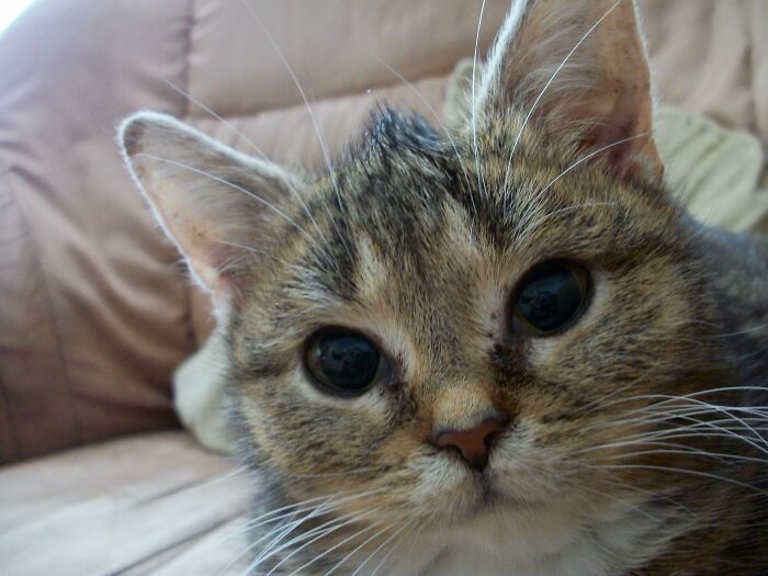 This Adorable Cat Stayed Kitten-Sized His Entire Life And Surprised Everyone By Living To 14 This Adorable Cat Stayed Kitten-Sized His Entire Life And Surprised Everyone By Living To 14