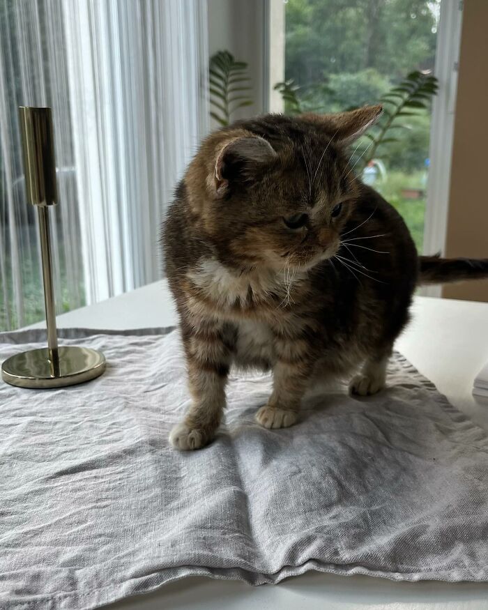 This Adorable Cat Stayed Kitten-Sized His Entire Life And Surprised Everyone By Living To 14 This Adorable Cat Stayed Kitten-Sized His Entire Life And Surprised Everyone By Living To 14