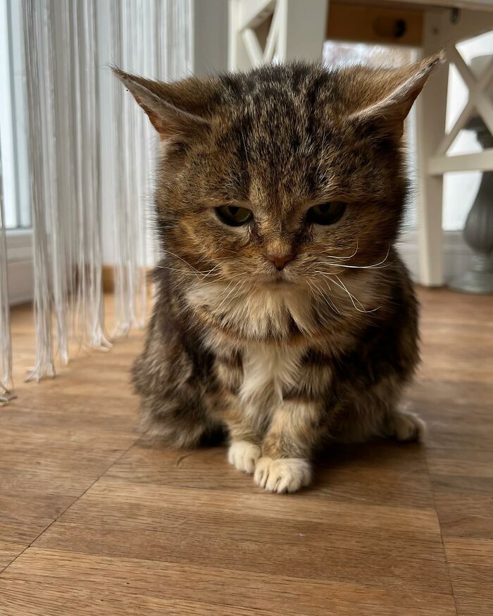 This Adorable Cat Stayed Kitten-Sized His Entire Life And Surprised Everyone By Living To 14 This Adorable Cat Stayed Kitten-Sized His Entire Life And Surprised Everyone By Living To 14