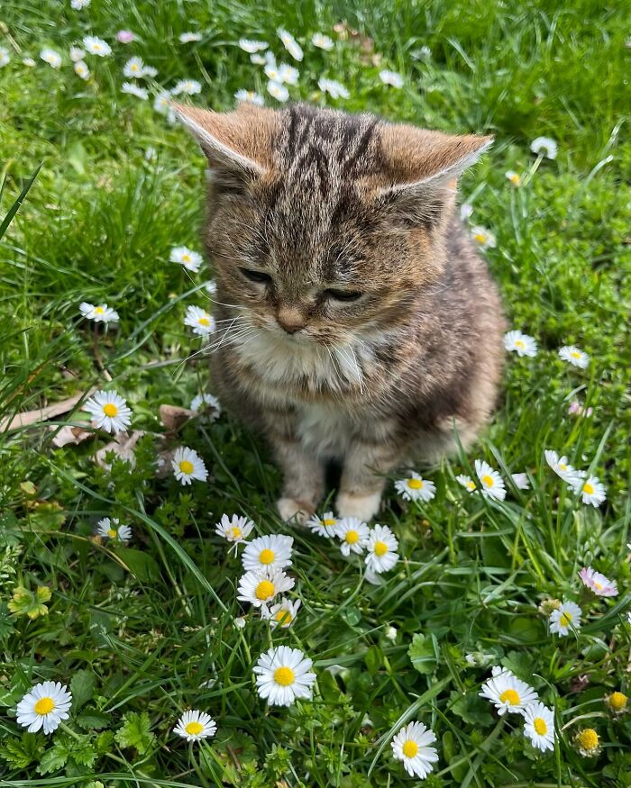 This Adorable Cat Stayed Kitten-Sized His Entire Life And Surprised Everyone By Living To 14 This Adorable Cat Stayed Kitten-Sized His Entire Life And Surprised Everyone By Living To 14