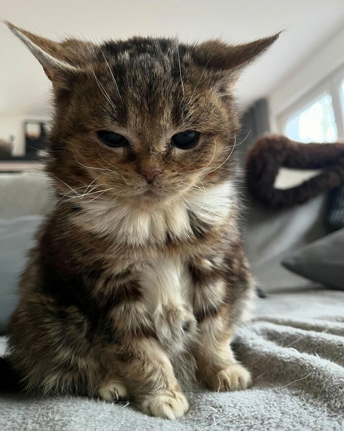 This Adorable Cat Stayed Kitten-Sized His Entire Life And Surprised Everyone By Living To 14 This Adorable Cat Stayed Kitten-Sized His Entire Life And Surprised Everyone By Living To 14