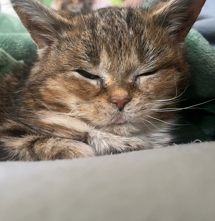 This Adorable Cat Stayed Kitten-Sized His Entire Life And Surprised Everyone By Living To 14 This Adorable Cat Stayed Kitten-Sized His Entire Life And Surprised Everyone By Living To 14