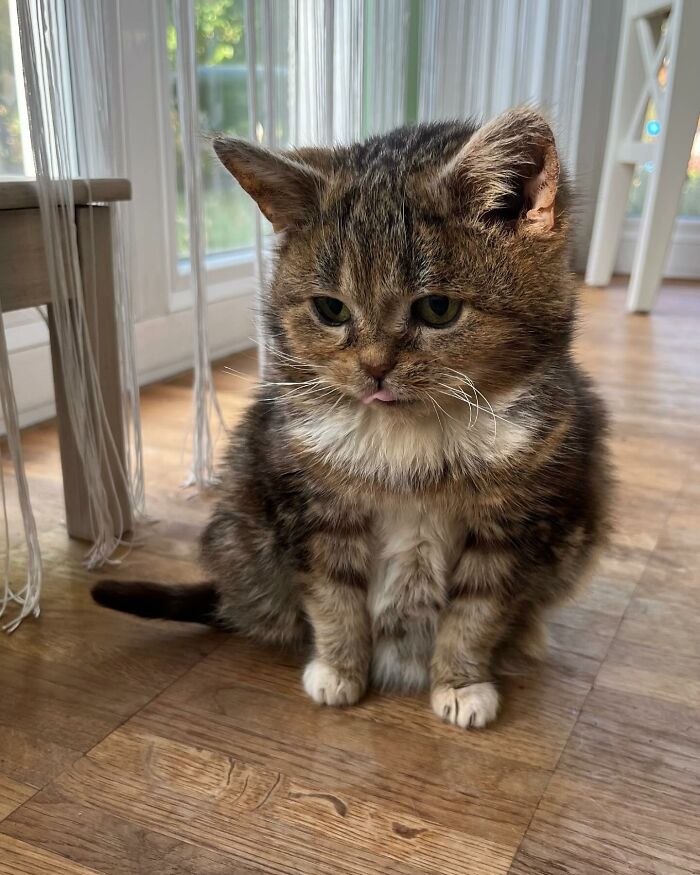 This Adorable Cat Stayed Kitten-Sized His Entire Life And Surprised Everyone By Living To 14 This Adorable Cat Stayed Kitten-Sized His Entire Life And Surprised Everyone By Living To 14
