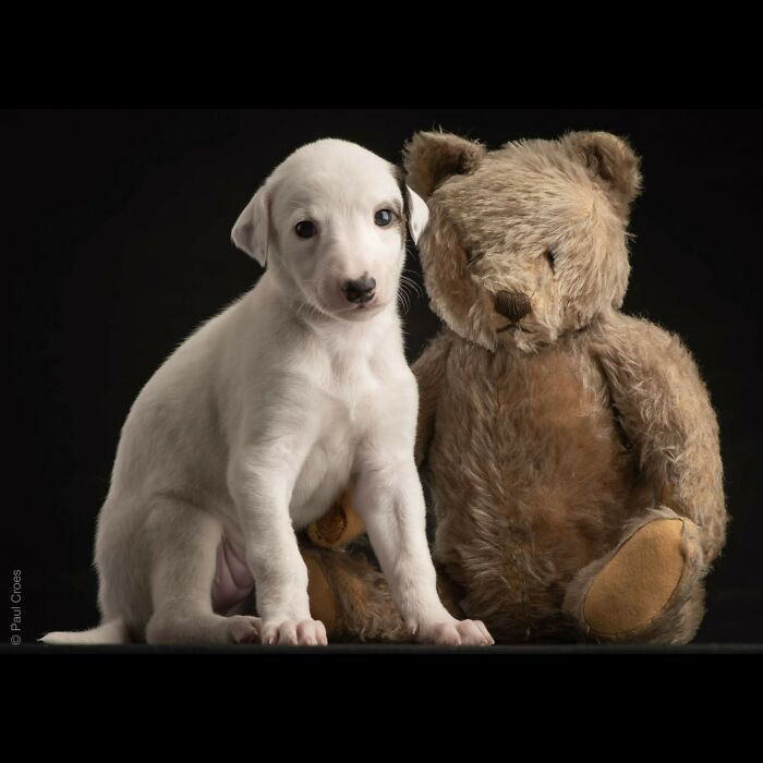 In This Studio, &ldquo;The Dog Is The Boss,&rdquo; And Every Pup Is Welcome, No Matter Its Age, Eyesight Or Ability (37 Pics)