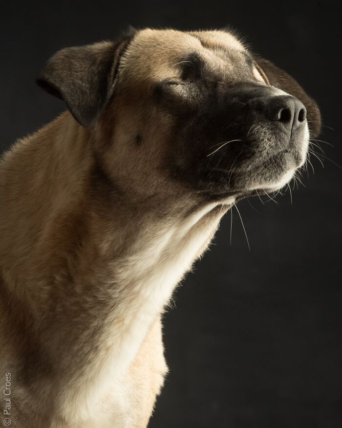 In This Studio, &ldquo;The Dog Is The Boss,&rdquo; And Every Pup Is Welcome, No Matter Its Age, Eyesight Or Ability (37 Pics)