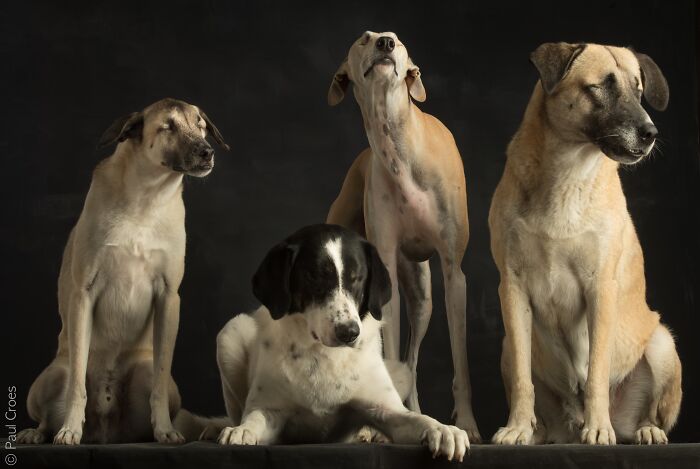 In This Studio, &ldquo;The Dog Is The Boss,&rdquo; And Every Pup Is Welcome, No Matter Its Age, Eyesight Or Ability (37 Pics)