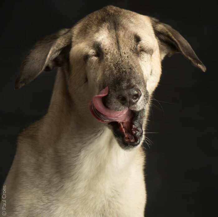 In This Studio, &ldquo;The Dog Is The Boss,&rdquo; And Every Pup Is Welcome, No Matter Its Age, Eyesight Or Ability (37 Pics)