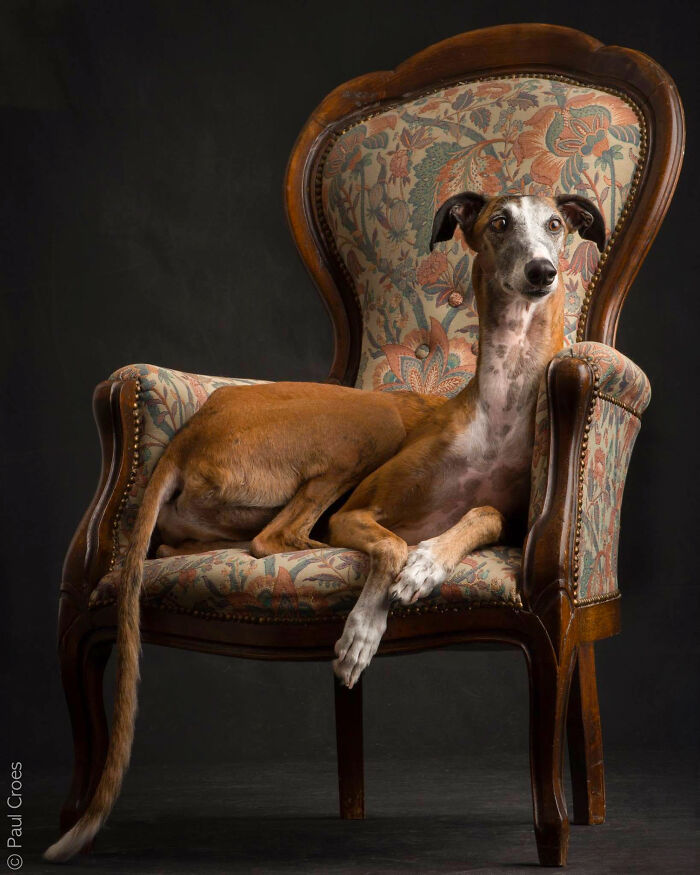 In This Studio, &ldquo;The Dog Is The Boss,&rdquo; And Every Pup Is Welcome, No Matter Its Age, Eyesight Or Ability (37 Pics)