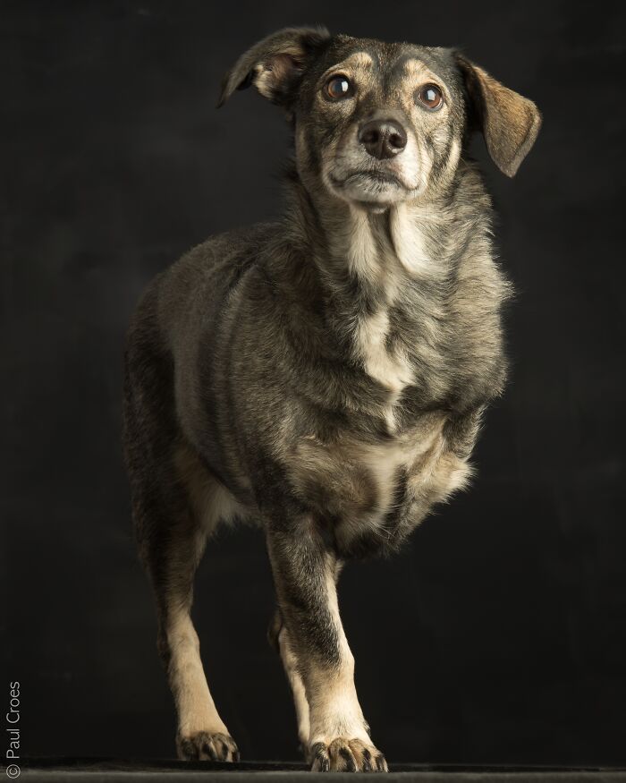 In This Studio, &ldquo;The Dog Is The Boss,&rdquo; And Every Pup Is Welcome, No Matter Its Age, Eyesight Or Ability (37 Pics)