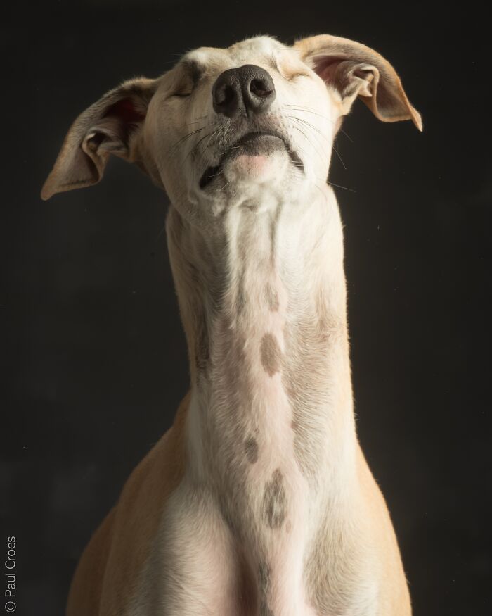 In This Studio, &ldquo;The Dog Is The Boss,&rdquo; And Every Pup Is Welcome, No Matter Its Age, Eyesight Or Ability (37 Pics)