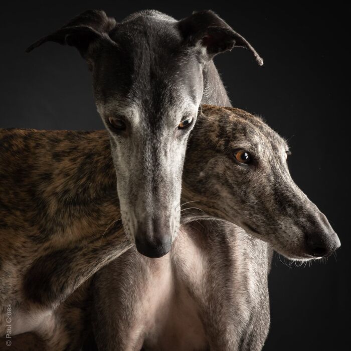 In This Studio, &ldquo;The Dog Is The Boss,&rdquo; And Every Pup Is Welcome, No Matter Its Age, Eyesight Or Ability (37 Pics)
