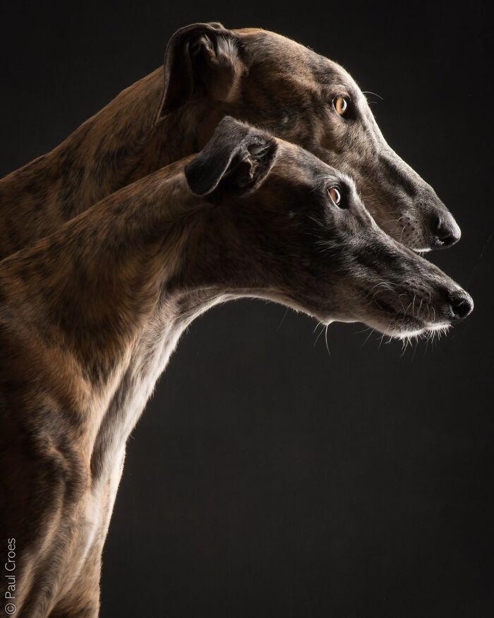 In This Studio, &ldquo;The Dog Is The Boss,&rdquo; And Every Pup Is Welcome, No Matter Its Age, Eyesight Or Ability (37 Pics)