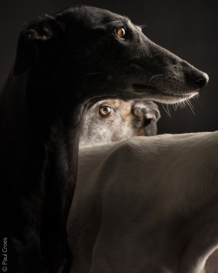 In This Studio, &ldquo;The Dog Is The Boss,&rdquo; And Every Pup Is Welcome, No Matter Its Age, Eyesight Or Ability (37 Pics)