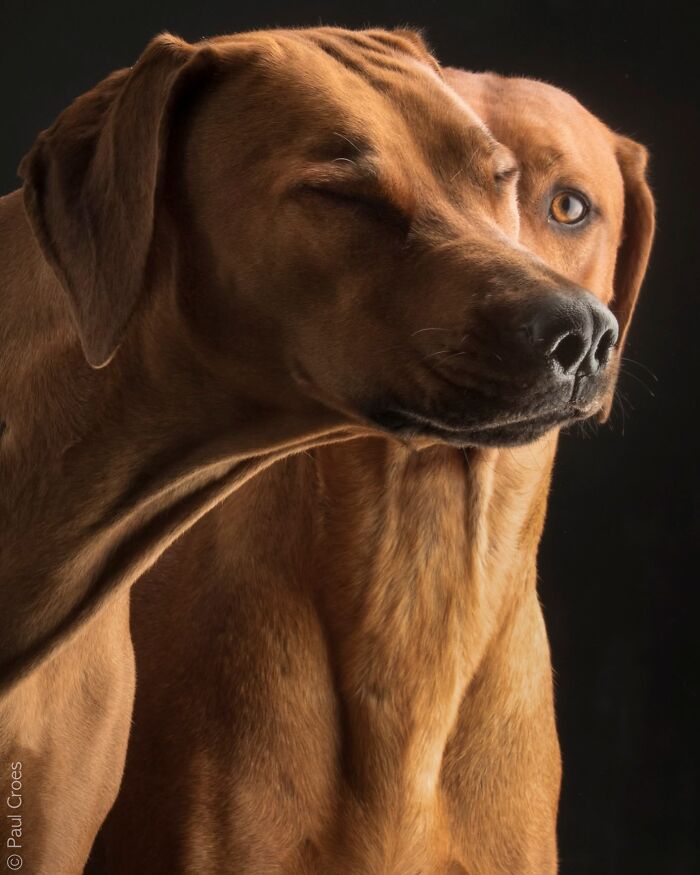 In This Studio, &ldquo;The Dog Is The Boss,&rdquo; And Every Pup Is Welcome, No Matter Its Age, Eyesight Or Ability (37 Pics)