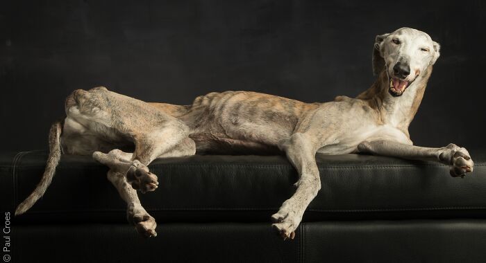 In This Studio, &ldquo;The Dog Is The Boss,&rdquo; And Every Pup Is Welcome, No Matter Its Age, Eyesight Or Ability (37 Pics)