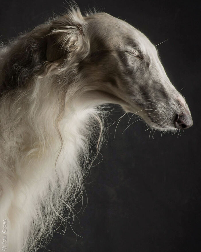 In This Studio, &ldquo;The Dog Is The Boss,&rdquo; And Every Pup Is Welcome, No Matter Its Age, Eyesight Or Ability (37 Pics)