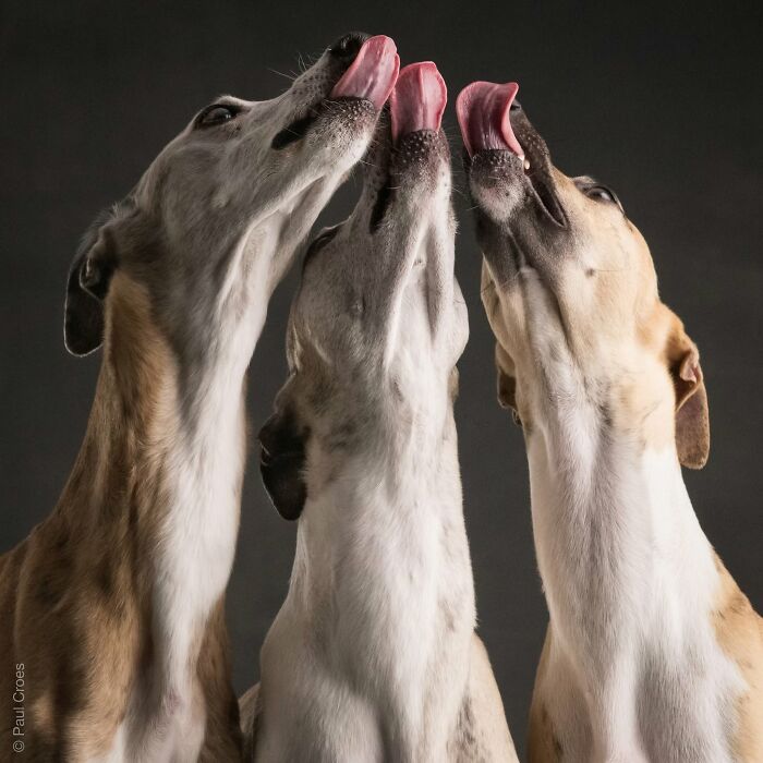 In This Studio, &ldquo;The Dog Is The Boss,&rdquo; And Every Pup Is Welcome, No Matter Its Age, Eyesight Or Ability (37 Pics)