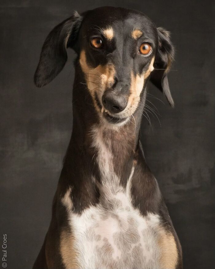 In This Studio, &ldquo;The Dog Is The Boss,&rdquo; And Every Pup Is Welcome, No Matter Its Age, Eyesight Or Ability (37 Pics)