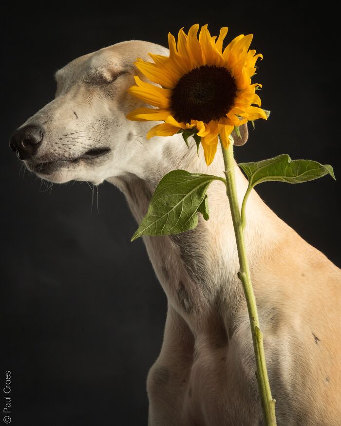 In This Studio, &ldquo;The Dog Is The Boss,&rdquo; And Every Pup Is Welcome, No Matter Its Age, Eyesight Or Ability (37 Pics)