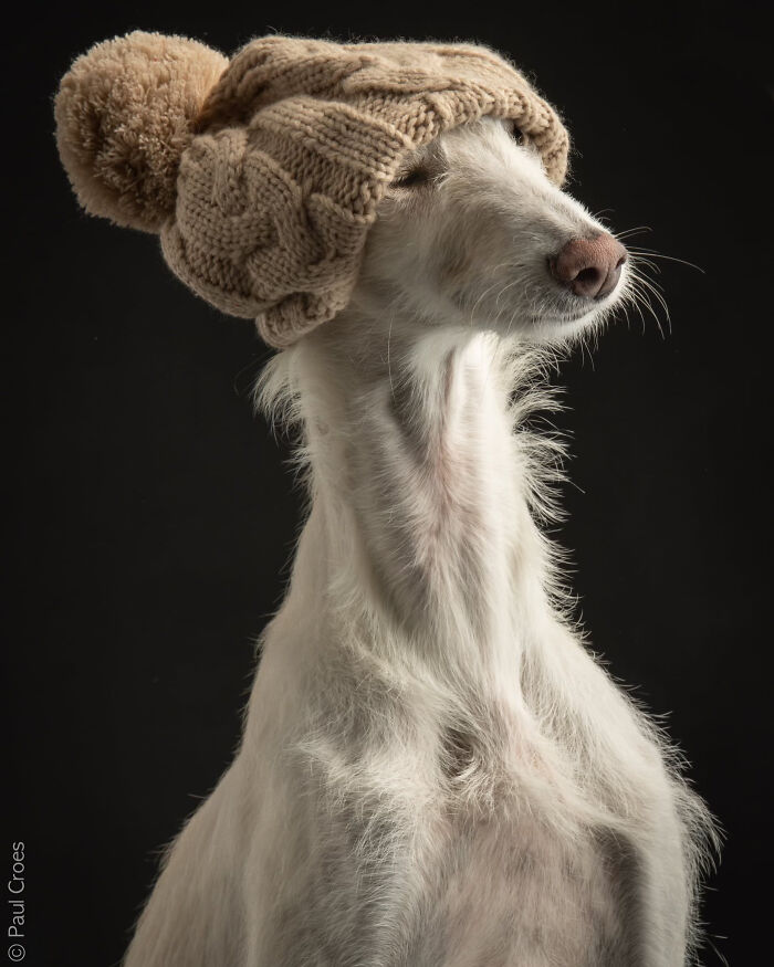 In This Studio, &ldquo;The Dog Is The Boss,&rdquo; And Every Pup Is Welcome, No Matter Its Age, Eyesight Or Ability (37 Pics)