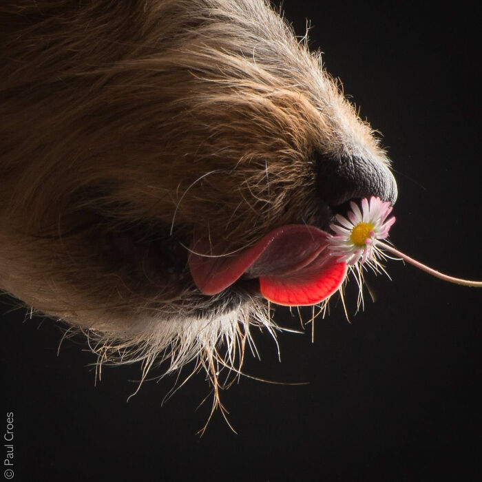 In This Studio, &ldquo;The Dog Is The Boss,&rdquo; And Every Pup Is Welcome, No Matter Its Age, Eyesight Or Ability (37 Pics)