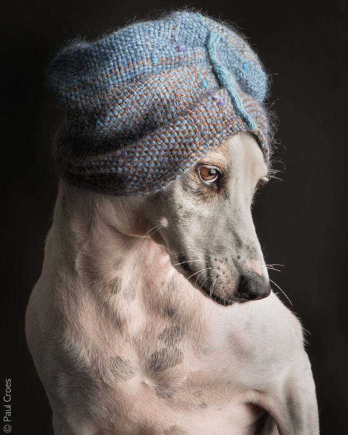 In This Studio, &ldquo;The Dog Is The Boss,&rdquo; And Every Pup Is Welcome, No Matter Its Age, Eyesight Or Ability (37 Pics)