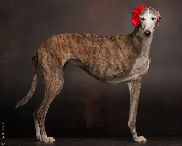 In This Studio, &ldquo;The Dog Is The Boss,&rdquo; And Every Pup Is Welcome, No Matter Its Age, Eyesight Or Ability (37 Pics)