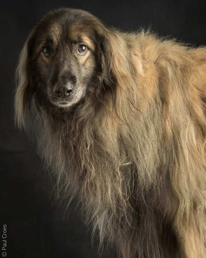 In This Studio, &ldquo;The Dog Is The Boss,&rdquo; And Every Pup Is Welcome, No Matter Its Age, Eyesight Or Ability (37 Pics)