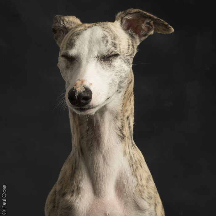 In This Studio, &ldquo;The Dog Is The Boss,&rdquo; And Every Pup Is Welcome, No Matter Its Age, Eyesight Or Ability (37 Pics)