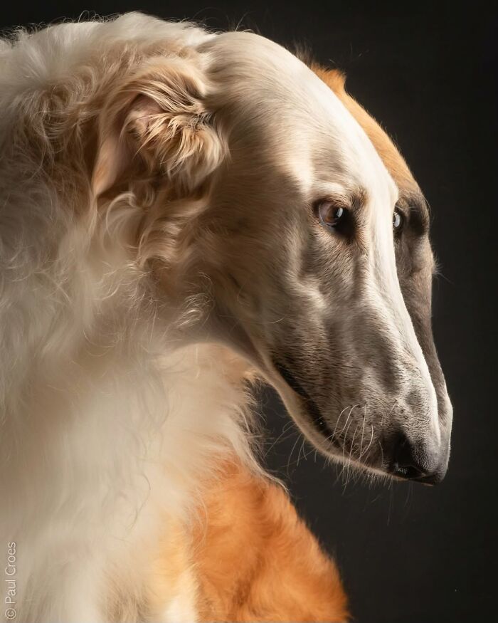 In This Studio, &ldquo;The Dog Is The Boss,&rdquo; And Every Pup Is Welcome, No Matter Its Age, Eyesight Or Ability (37 Pics)