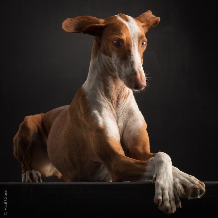 In This Studio, &ldquo;The Dog Is The Boss,&rdquo; And Every Pup Is Welcome, No Matter Its Age, Eyesight Or Ability (37 Pics)