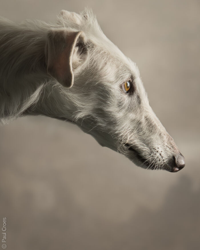 In This Studio, &ldquo;The Dog Is The Boss,&rdquo; And Every Pup Is Welcome, No Matter Its Age, Eyesight Or Ability (37 Pics)