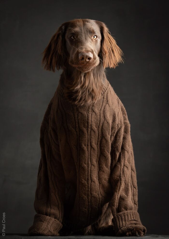 In This Studio, &ldquo;The Dog Is The Boss,&rdquo; And Every Pup Is Welcome, No Matter Its Age, Eyesight Or Ability (37 Pics)