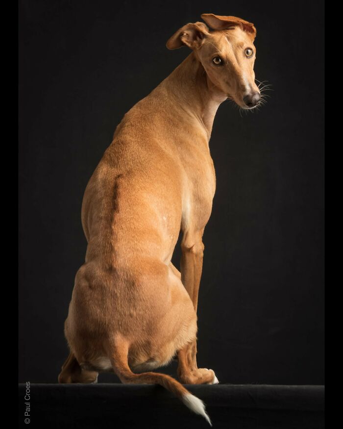 In This Studio, &ldquo;The Dog Is The Boss,&rdquo; And Every Pup Is Welcome, No Matter Its Age, Eyesight Or Ability (37 Pics)