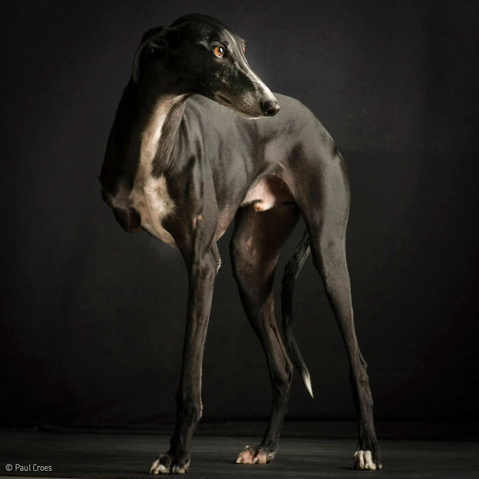 In This Studio, &ldquo;The Dog Is The Boss,&rdquo; And Every Pup Is Welcome, No Matter Its Age, Eyesight Or Ability (37 Pics)