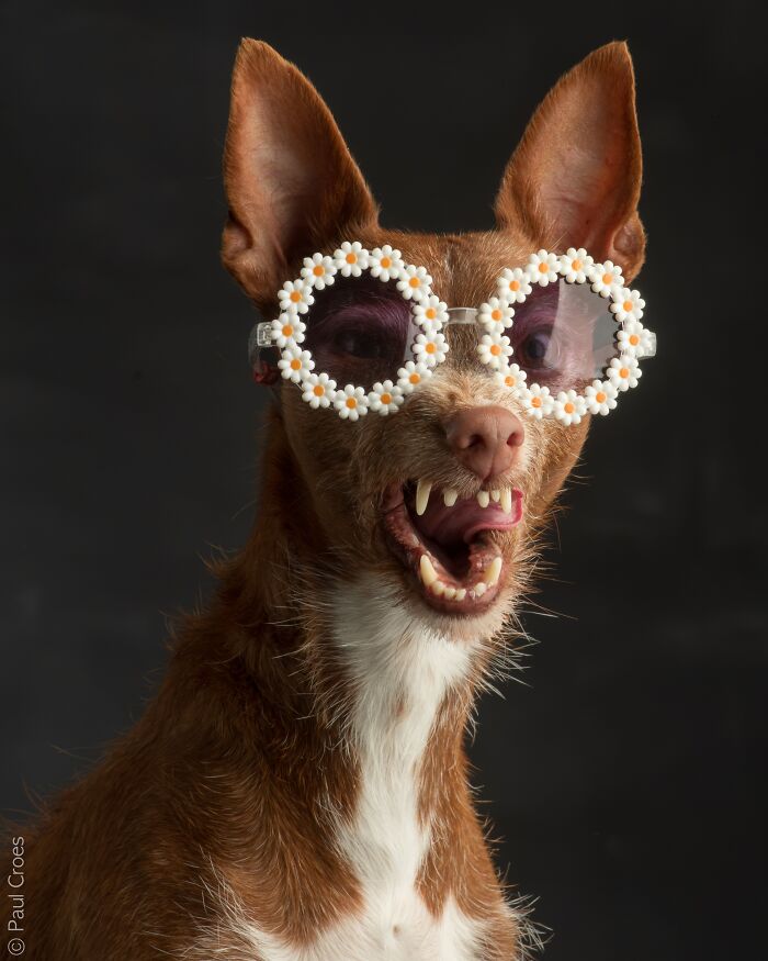 In This Studio, &ldquo;The Dog Is The Boss,&rdquo; And Every Pup Is Welcome, No Matter Its Age, Eyesight Or Ability (37 Pics)