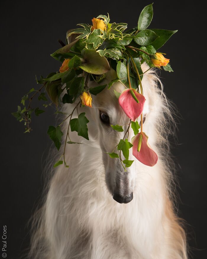 In This Studio, &ldquo;The Dog Is The Boss,&rdquo; And Every Pup Is Welcome, No Matter Its Age, Eyesight Or Ability (37 Pics)