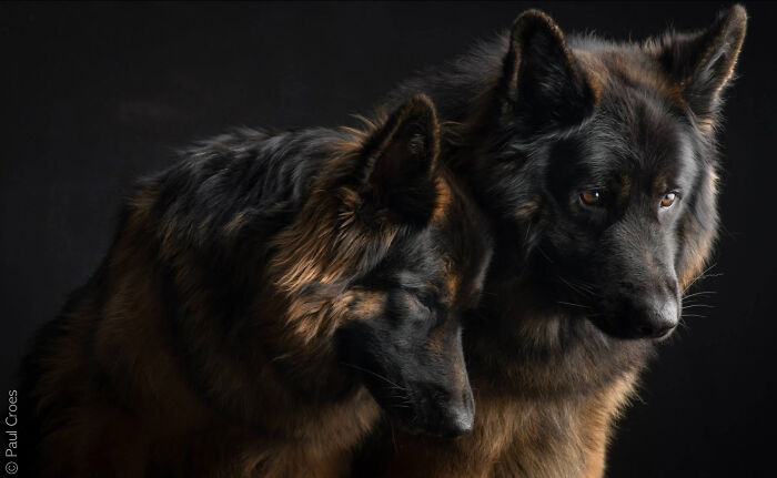 In This Studio, &ldquo;The Dog Is The Boss,&rdquo; And Every Pup Is Welcome, No Matter Its Age, Eyesight Or Ability (37 Pics)
