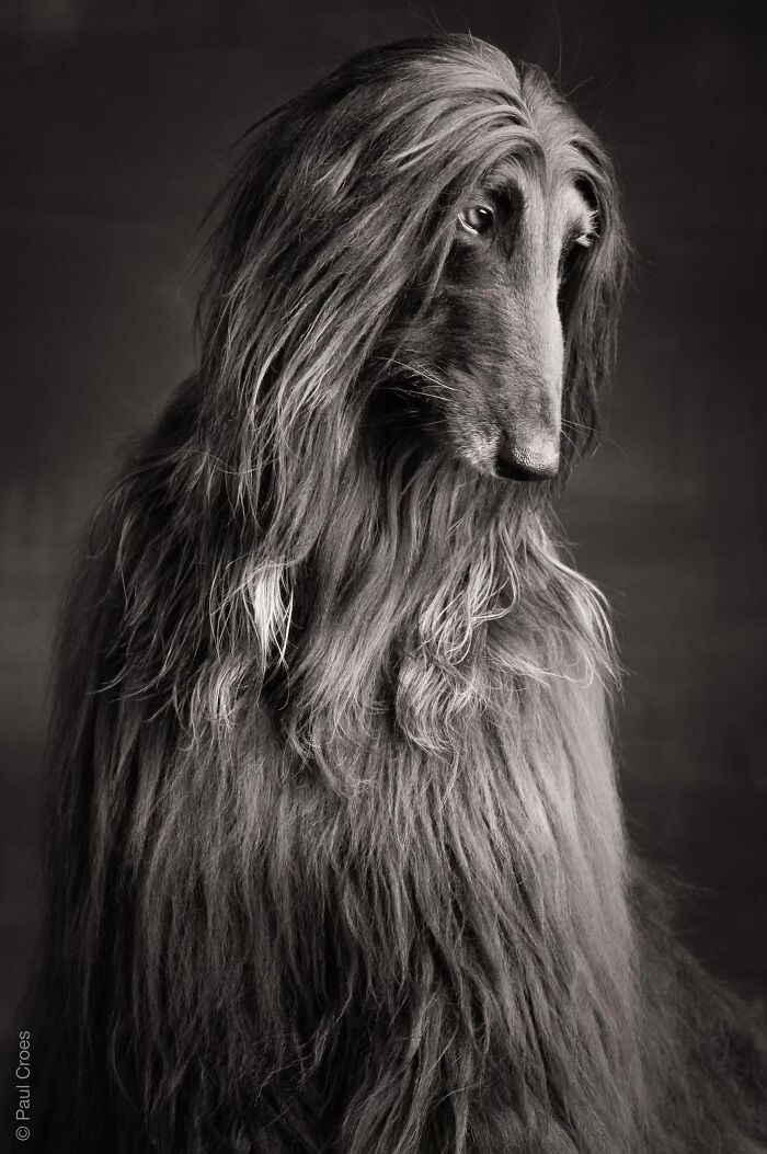 In This Studio, &ldquo;The Dog Is The Boss,&rdquo; And Every Pup Is Welcome, No Matter Its Age, Eyesight Or Ability (37 Pics)