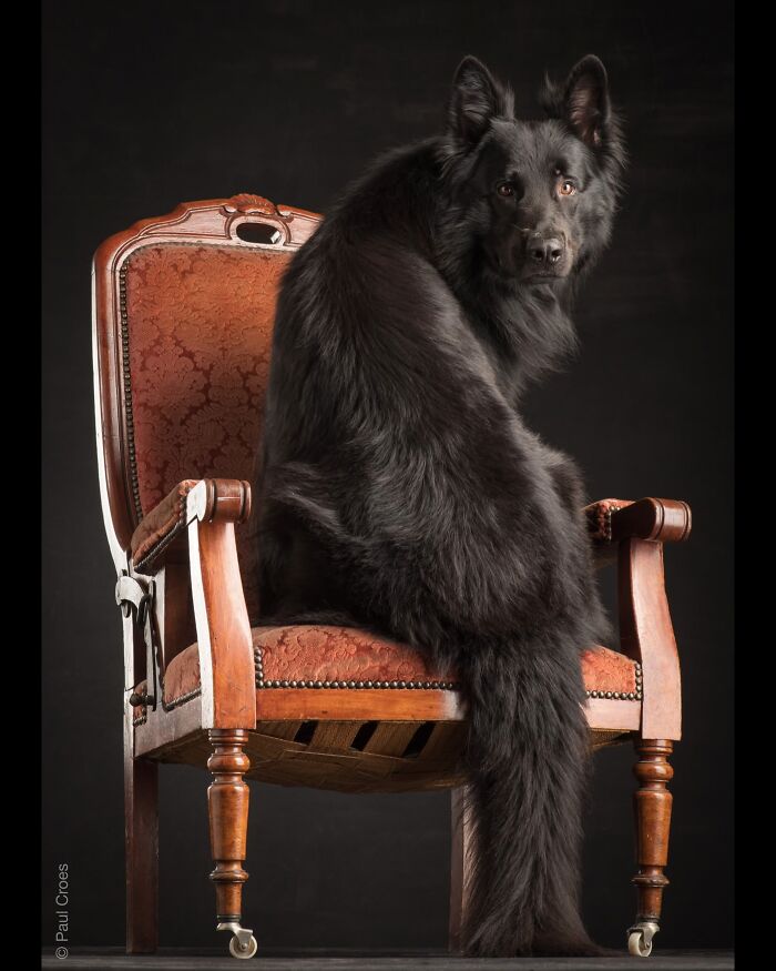 In This Studio, &ldquo;The Dog Is The Boss,&rdquo; And Every Pup Is Welcome, No Matter Its Age, Eyesight Or Ability (37 Pics)