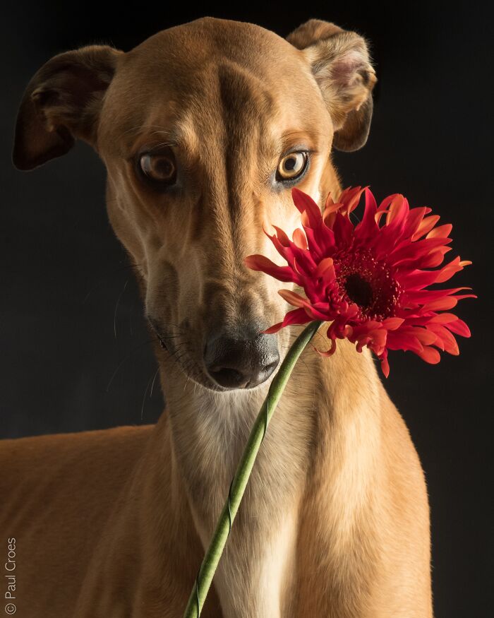 In This Studio, &ldquo;The Dog Is The Boss,&rdquo; And Every Pup Is Welcome, No Matter Its Age, Eyesight Or Ability (37 Pics)