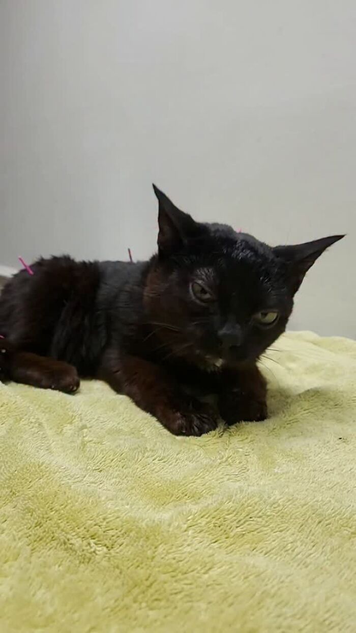 This Tiny Rescue Cat With A Permanently Sticking-Out Tongue Has A Heartwarming Survival Story