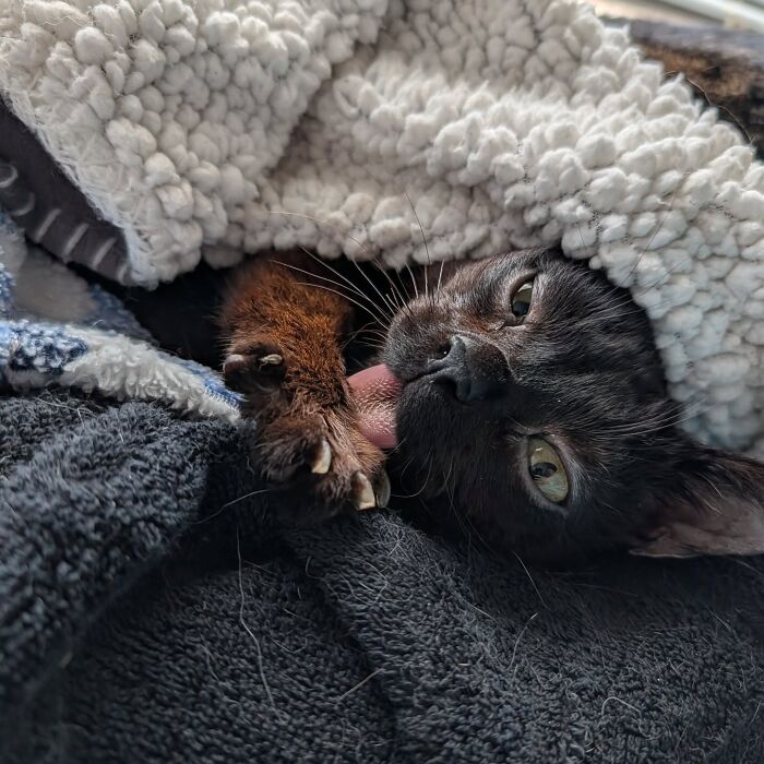 This Tiny Rescue Cat With A Permanently Sticking-Out Tongue Has A Heartwarming Survival Story