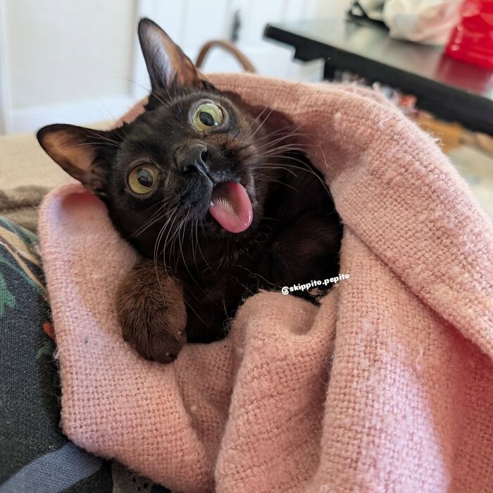 This Tiny Rescue Cat With A Permanently Sticking-Out Tongue Has A Heartwarming Survival Story