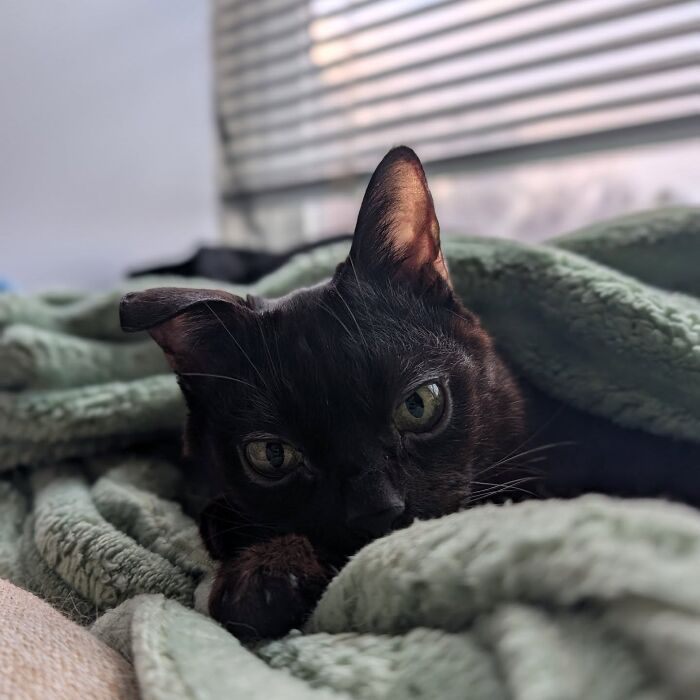 This Tiny Rescue Cat With A Permanently Sticking-Out Tongue Has A Heartwarming Survival Story